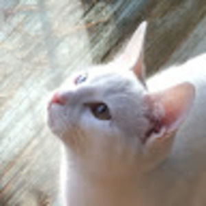 Meet your Posher, Stella